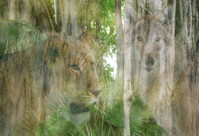 Kişilik testi: Resimde ilk kurt mu gördün aslan mı?
