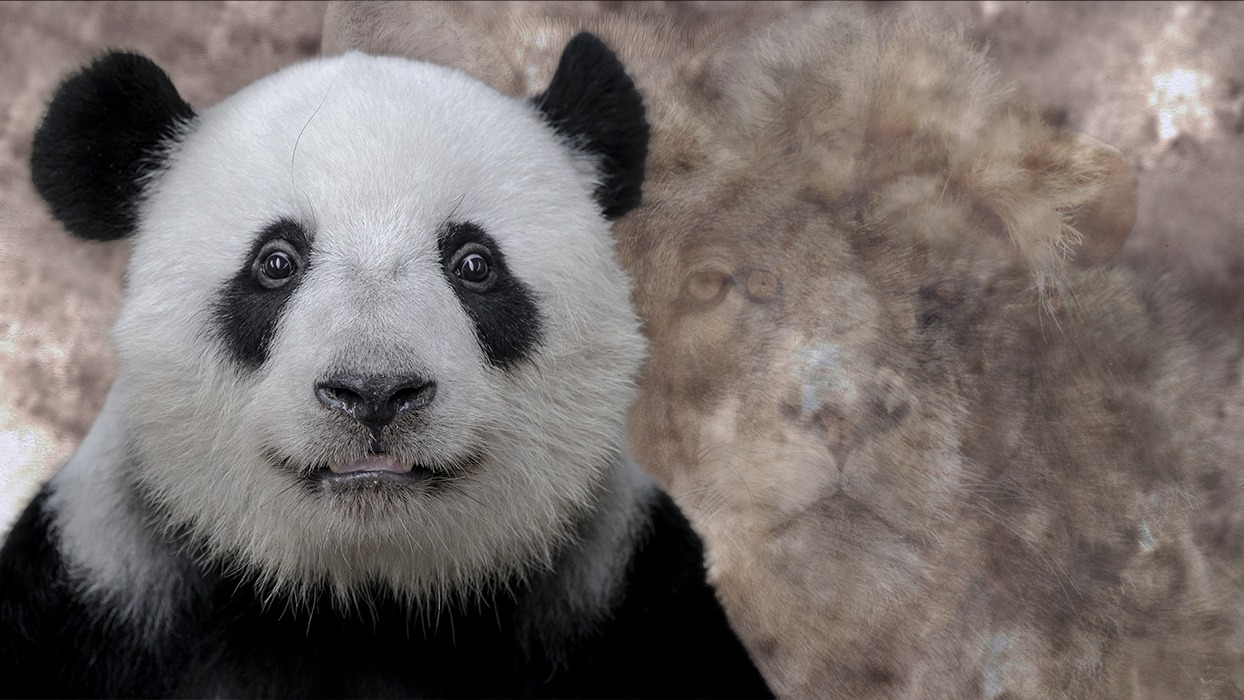 Resimde ilk panda gördüğünüzü seçtiniz!