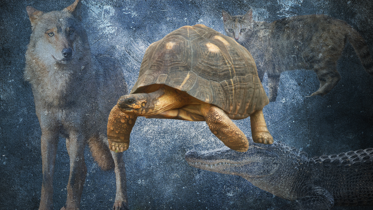 Resimde ilk kaplumbağa gördüğünüzü seçtiniz!