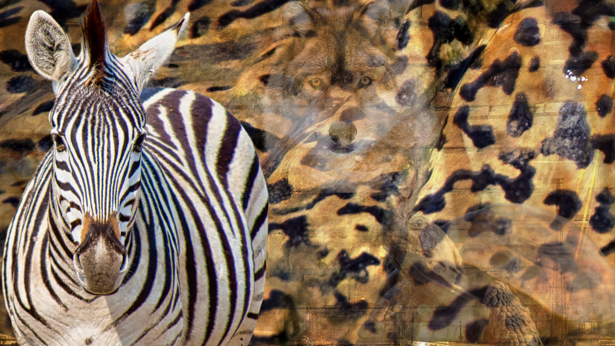 Resimde ilk zebra gördüğünü seçtin!