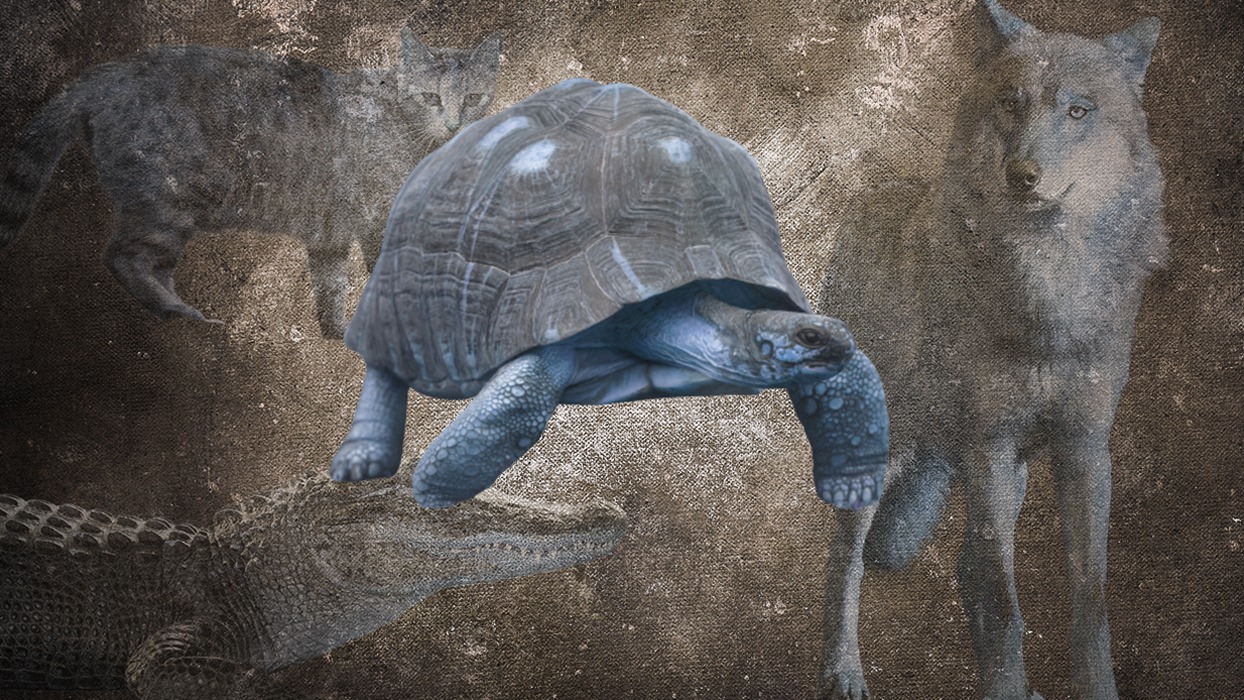 Resimde ilk kaplumbağa gördüğünüzü seçtiniz!