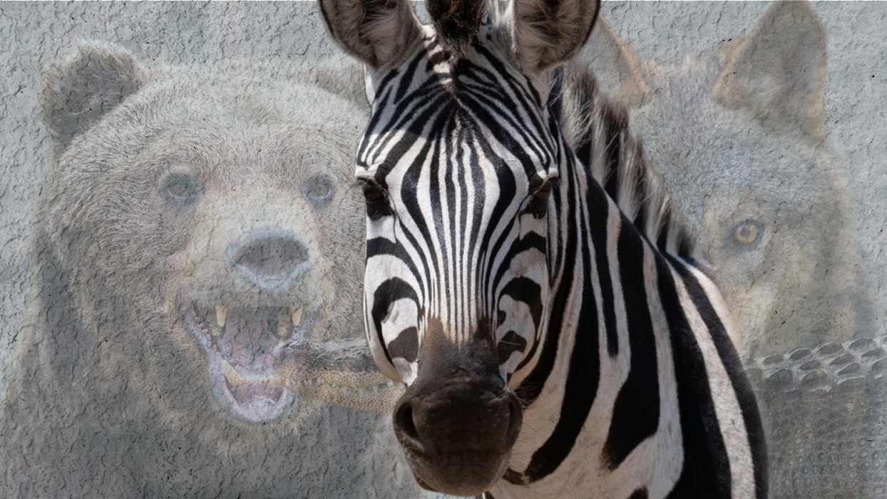 Resimde önce zebra gördüğünüzü seçtiniz!