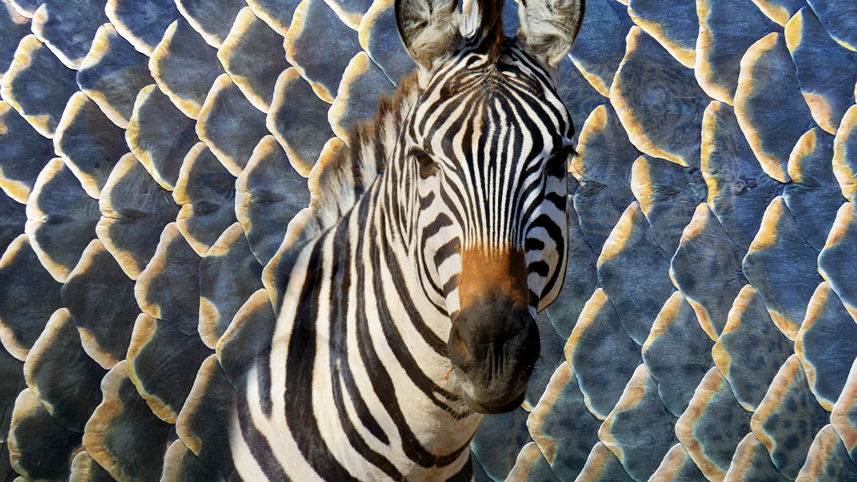 Zebra gördüğünüzü seçtiniz!