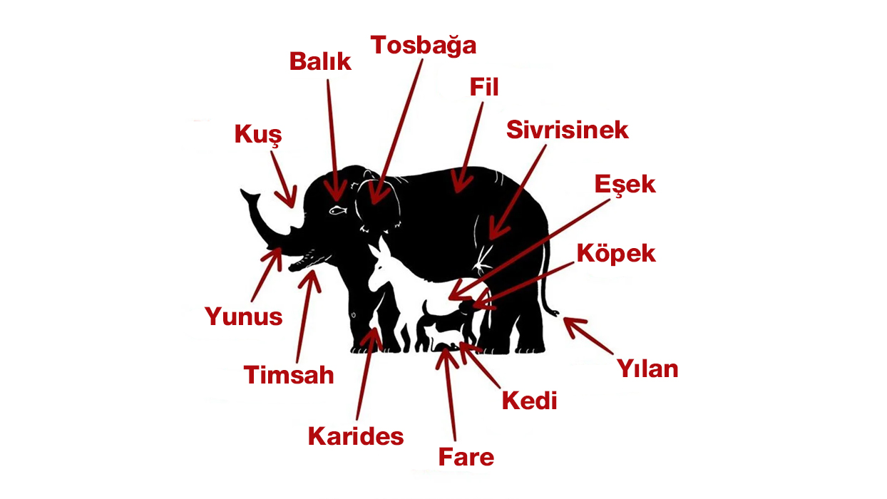 Resimde balık, kuş, yunus, timsah, karides, fare, kedi, yılan, köpek, eşek, sivrisinek, fil, tosbağa olmak üzere toplam 13 hayvan var. Eğer hepsini bulabildiyseniz siz gerçekten çok dikkatli birisiniz. Bir şeye odaklanınca her şeyi kapı dışarı edebiliyorsunuz. 11 ya da 12 hayvan gördüyseniz sizin sadece biraz daha yoğunlaşmaya ihtiyacınız var. 