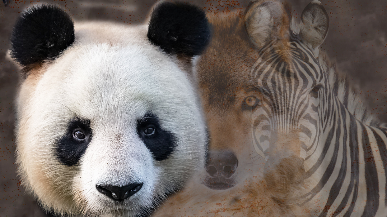 Resimde ilk panda gördüğünüzü seçtiniz!