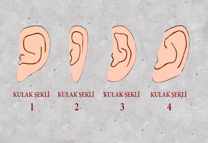 Resimdeki hangi kulak şekli sizinkine benziyor?