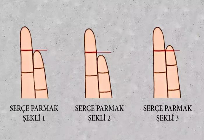 Hangi serçe parmak şekli seninkine benziyor?