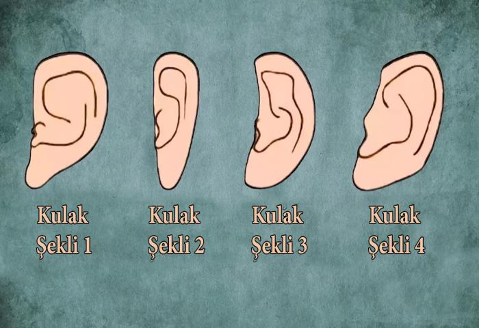 Kulak şeklin nasıl? 