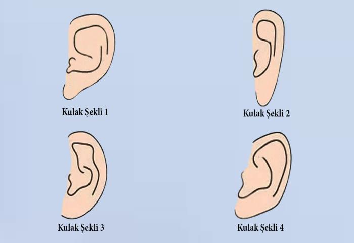 Hangi kulak şekline sahipsiniz?