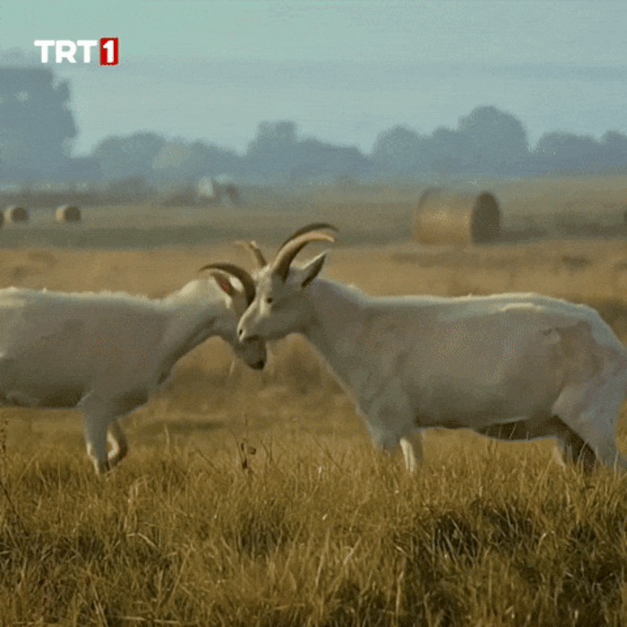Birini çok seviyorsun, aşıksın. Ama o seni sevmiyor. Ne yapardın?