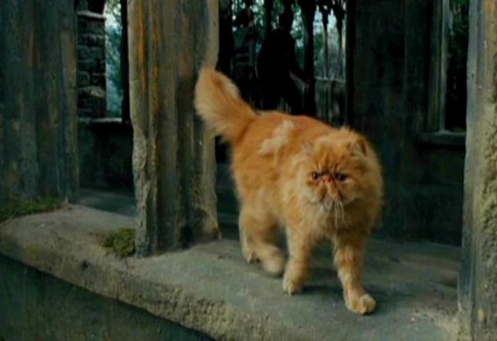 Hermoine Granger'ın kedisinin ismi nedir?