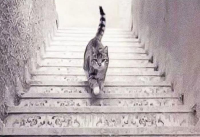 Kedi merdivenleri çıkıyor mu iniyor mu?